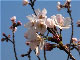 桜映像素材1