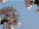 桜映像素材4