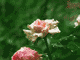 バラ（薔薇）の映像素材