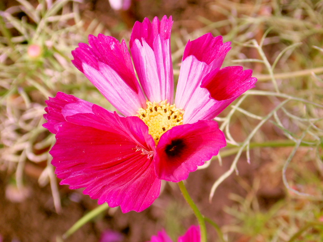 cosmos01