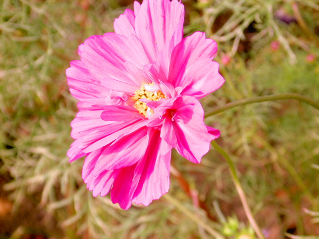 cosmos02