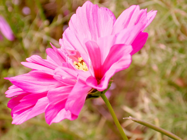 cosmos03