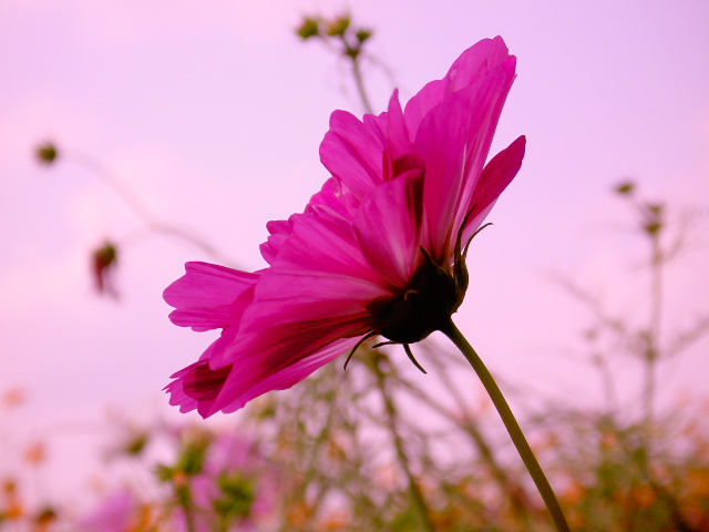 cosmos06
