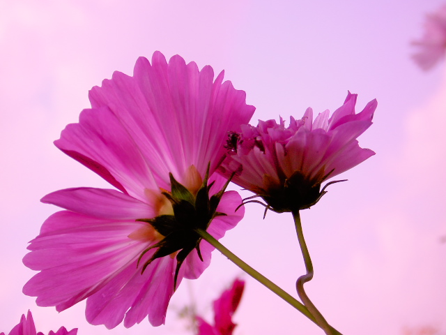 cosmos07