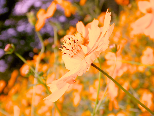 cosmos08