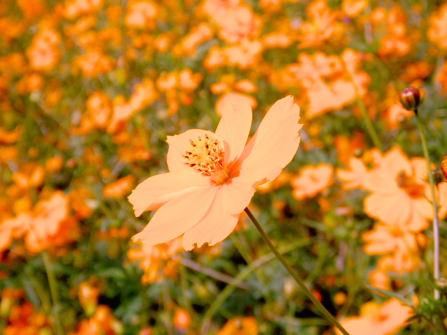 cosmos14