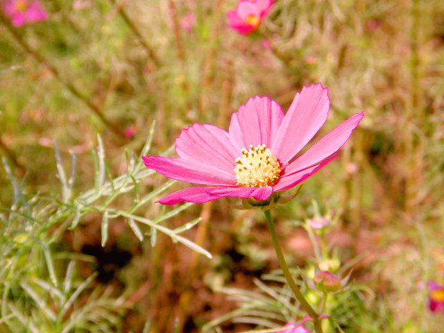 cosmos16