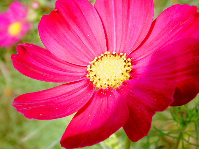 cosmos18