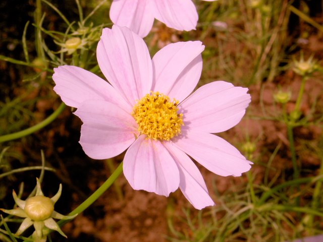 cosmos19