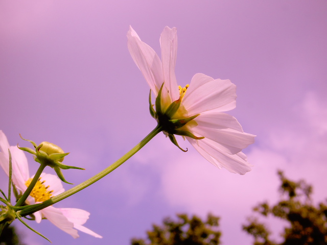 cosmos20