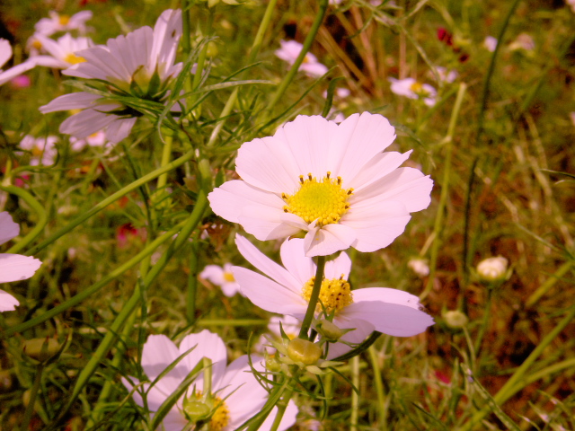 cosmos23
