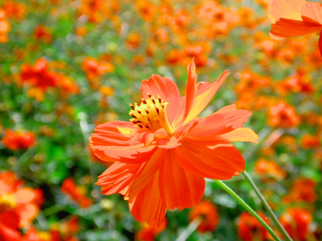 cosmos25