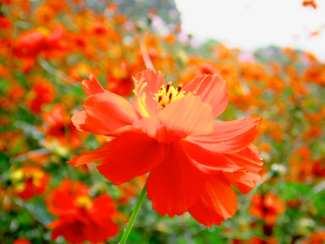 cosmos26