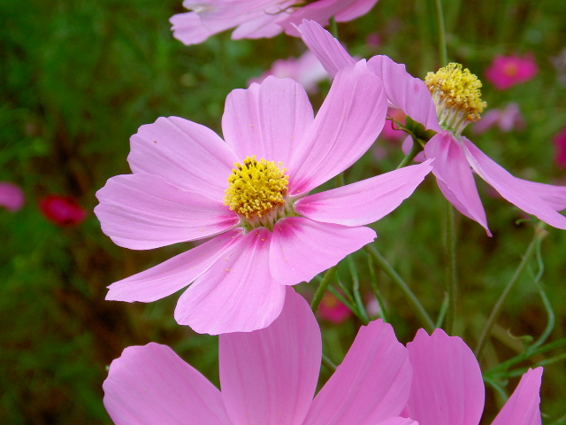 cosmos28