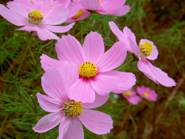cosmos30