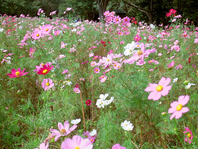 cosmos31
