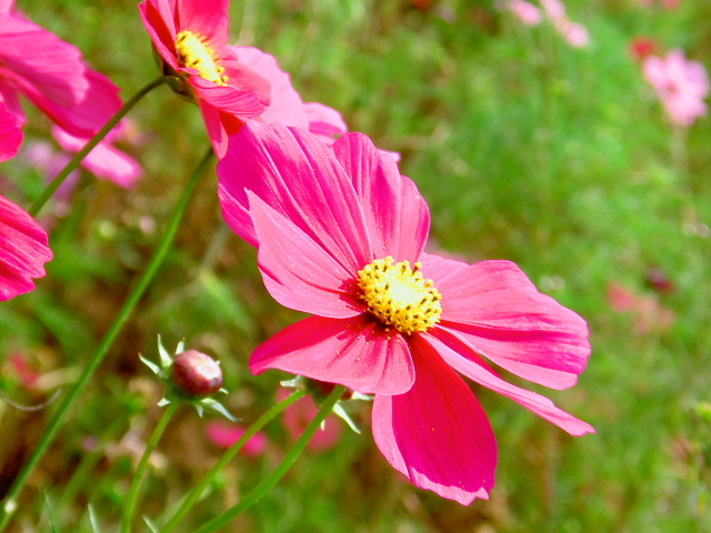 cosmos32
