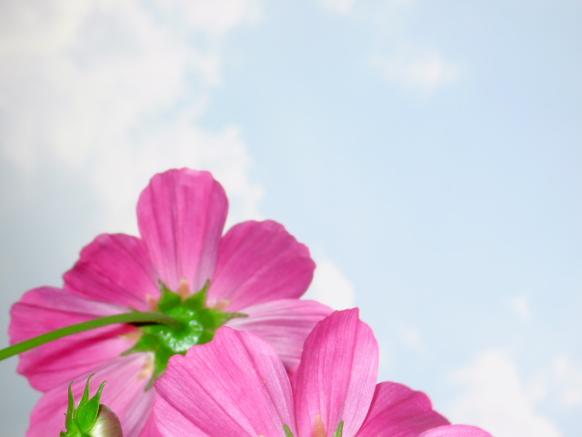 cosmos33