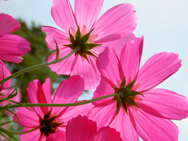 cosmos36