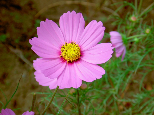 cosmos37