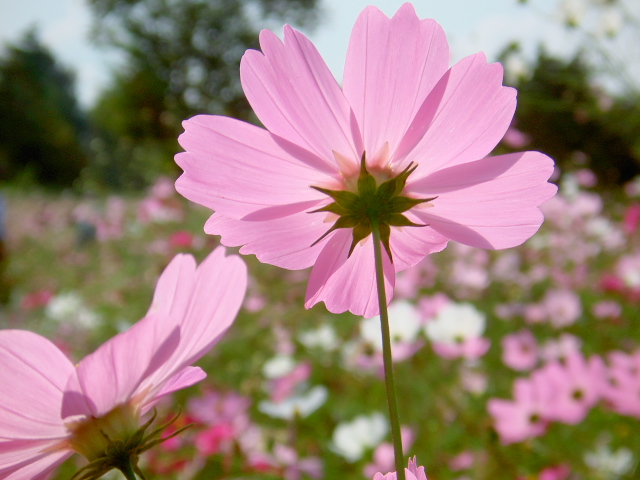 cosmos46