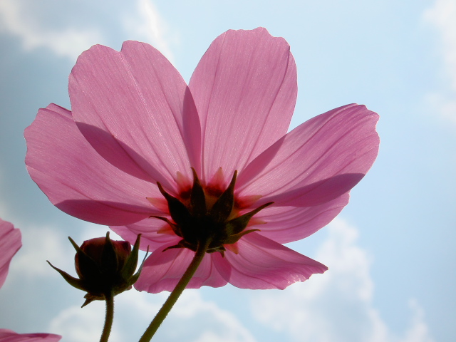 cosmos47