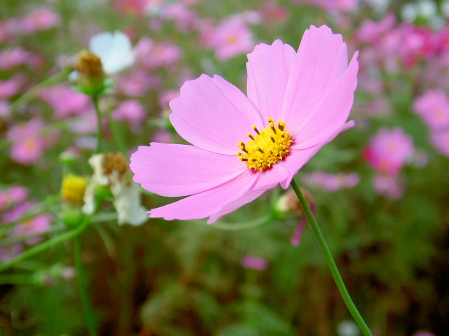 cosmos57