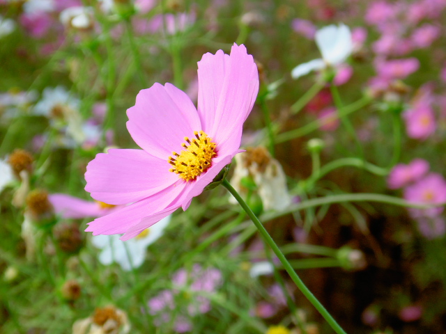 cosmos58