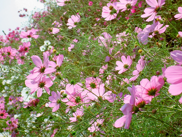 cosmos69