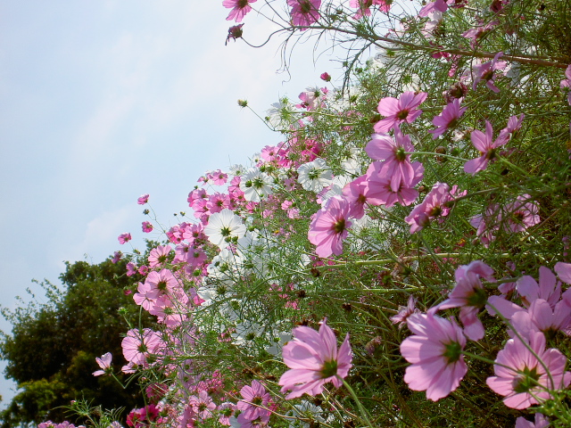 cosmos75