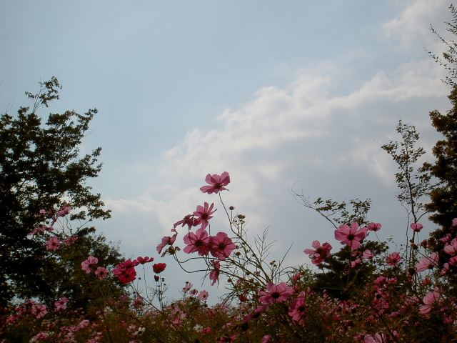 cosmos77