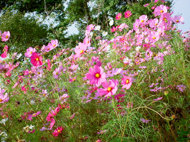 cosmos78